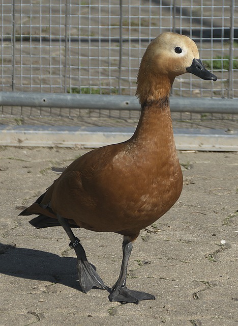面向